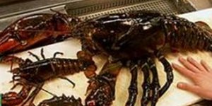 Ψαράς έπιασε στα δίχτυα του αστακό...27 κιλών!