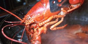 Πονάνε και οι αστακοί - Νευρολογική μελέτη αποκαλύπτει αισθητήρες στα καρκινοειδ