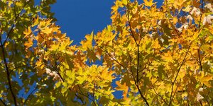 Φωτογραφία: Pexels