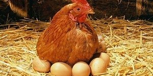 Κινδυνεύουν με εξαφάνιση τα αυγά από την Ευρώπη!