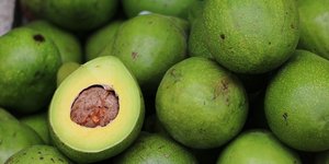 Αβοκάντο
