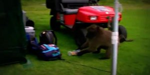 Πεινασμένος μπαμπουίνος κλέβει το φαγητό του καμεραμαν [βίντεο]