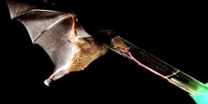 Η σπάνια Νυχτερίδα Anoura Fistulata που... βγάζει γλώσσα [εικόνες + βίντεο]