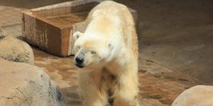 Πέθανε η τελευταία πολική αρκούδα της Αφρικής -Επασχε από κατάθλιψη και καρδιακή