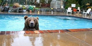 Αρκούδα έσκασε από τη ζέστη και είπε να ρίξει μια βουτιά [βίντεο]