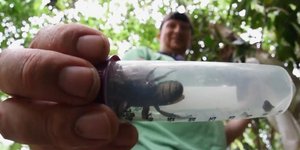 Η μεγαλύτερη μέλισσα του κόσμου (Φωτογραφία: ΥοuTube)