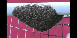 Απίστευτο – Μέλισσες κατέλαβαν ένα... δοκάρι σε ποδοσφαιρικό γήπεδο [βίντεο]