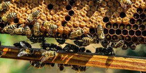 «Save the bees!»: φωτογραφία: pixabay