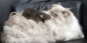 Απρόσμενες φιλίες στο ζωικό βασίλειο -Εχθροί που γίνονται «κολλητοί» [εικόνες]