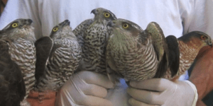 Η φύση εκπέμπει SOS - Τουλάχιστον 450 τραυματισμένα πουλιά το περασμένο δίμηνο