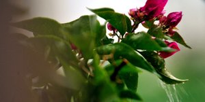 ΦΩΤΟΓΡΑΦΙΑ: EUROKINISSI /ΤΑΤΙΑΝΑ ΜΠΟΛΑΡΗ