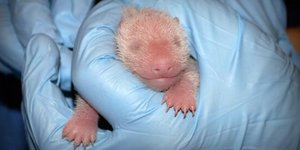 Μαγική στιγμή: Ενα γιγάντιο πάντα έρχεται στον κόσμο μπροστά στην κάμερα [βίντεο