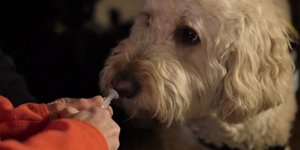 Αφιέρωμα με τίτλο «Γιατί να κοιτάζουμε τα ζώα;»