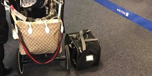 Το μόλις 10 μηνών bulldog στην τσάντα μεταφοράς του. Φωτογραφία: Facebook 