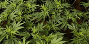 H κάνναβη βοηθάει τους ασθενείς με σκλήρυνση κατά πλάκας υποτηρίζει Γαλλική έρευ