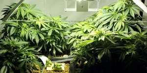 «Χαλαροί» οι Γερμανοί δικαστές: Νόμιμη πλέον η καλλιέργεια κάνναβης σε σπίτι για