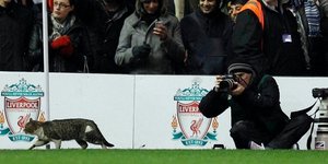 Γάτα αναστάτωσε το «Άνφιλντ» [βίντεο]