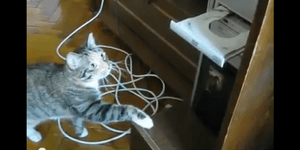 Η «βεντέτα» μιας καχύποπτης γάτας με ένα DVD drive [βίντεο]