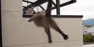 Το σάλτο μορτάλε της γάτας [βίντεο] 