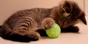 Ένα τυφλό γατάκι ανακαλύπτει το παιχνίδι με την μπάλα [βίντεο] 