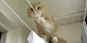 Γάτα προσπαθεί να ισορροπήσει σε μπουγάδα  [βίντεο] 