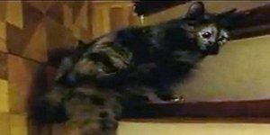 Γάτα χορεύει βαλς στις σκάλες [βίντεο] 