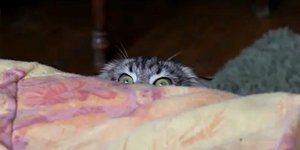 Γάτα κρύβεται και παρακολουθεί με τον πιο γελοίο τρόπο [βίντεο] 