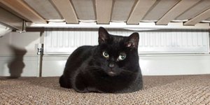 Στην φυλακή 36χρονος που σκότωνε και έτρωγε γάτες [βίντεο] 