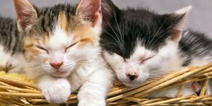 Δάνειο με... δώρο μία γάτα -Η πρωτότυπη προσφορά μίας ρωσικής τράπεζας [βίντεο]