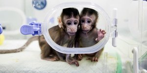 Οι κλωνοποιημένες μαϊμούδες θα χρησιμοποιηθούν στη βιοϊατρική έρευνα (Φωτογραφία: Jin Liwang/Xinhua via AP)