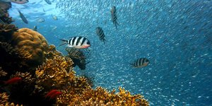 φωτογραφία: pixabay.com