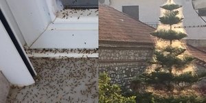 To φαινόμενο με τους ιστούς αραχνών στο Αιτωλικό έχει εξαπλωθεί και στις οικίες