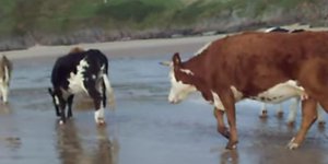 Και οι αγελάδες έχουν δικαίωμα στη βουτιά