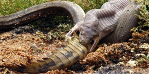 Απίστευτο: Γιγάντιο φίδι καταβροχθίζει κροκόδειλο σε λίμνη της Αυστραλίας [βίντε