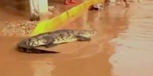 Τρόμος στο Ακαπούλκο – Γέμισαν κροκόδειλους οι πλημμυρισμένοι δρόμοι [βίντεο]