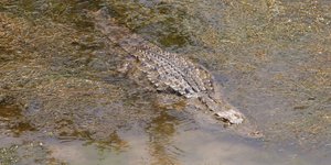 Κροκόδειλος/ Φωτογραφία: INTIME NEWS 