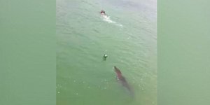 Βίντεο που παγώνει το αίμα -Κροκόδειλος κυνηγά κολυμβητή μέσα στο νερό 