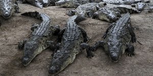 ΦΩΤΟΓΡΑΦΙΑ: AP/αρχείο