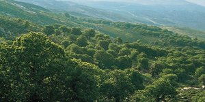 Το ΣτΕ δικαιώνει οικοδομικούς συνεταιρισμούς για τις δασικές εκτάσεις