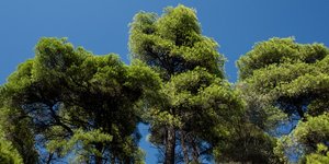 Φωτογραφία: Sooc