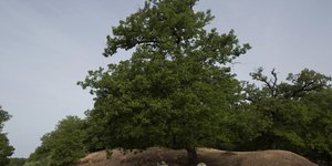 Φωτογραφία: AP/ Petros Giannakouris