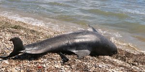 Νεκρό δελφίνι ξεβράστηκε σε παραλία του Αργους [εικόνες&βίντεο]