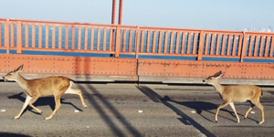 Ελάφια προκάλεσαν μποτιλιάρισμα σε κεντρικό δρόμο του Σαν Φρανσίσκο [εικόνες]