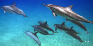 Δελφίνι κουβαλά και κηδεύει το νεκρό μωρό του [εικόνες]