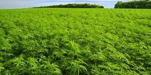 Συνελήφθη αντιδήμαρχος γιατί στον κηπό της είχε φυτέψει... 600 δενδρύλλια χασίς!