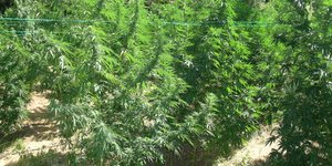 Κάνναβη- Φωτογραφία eurokinissi