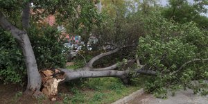 Καταστροφές από την πρόσφατη κακοκαιρία στην Ερέτρια -Ξεριζώθηκε δέντρο από τους
