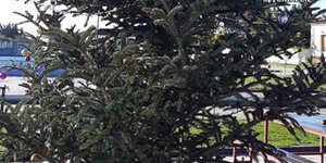 Αργολίδα: Εκλεψαν τον στολισμό από το χριστουγεννιάτικο δέντρο χωριού(Φωτογραφία: Αργολικές Ειδήσεις)