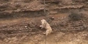 Συγκλονιστική διάσωση σκύλου στον Ισθμό της Κορίνθου