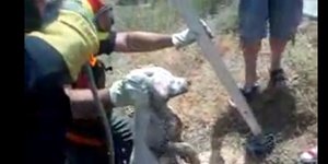 Η απίστευτη διάσωση κουταβιού που είχε πέσει σε φρεάτιο [βίντεο]